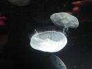 PICTURES/Tennessee Aquarium in Chattanooga/t_Jellyfish1.jpg